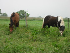 2010 024 juni