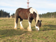 2012 011 November