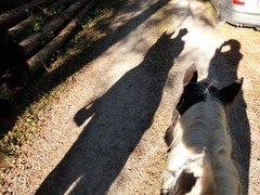 2016 019 reiten