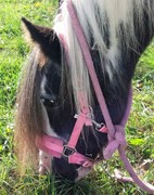2016 026 colleen
