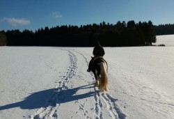 2017 000 januar