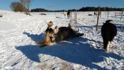 2017 000 januar