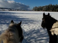 2018 006 januar