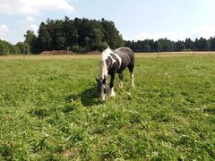 2019 054 august