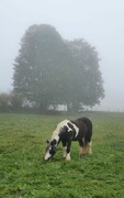 2021 367 oktober