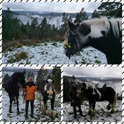 2021 446 dezember