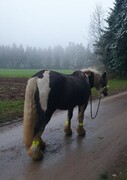 2022 12 dezember 388