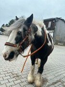 2024 02 februar 070