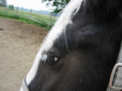 2007 009 besuch bei tina in sachsen