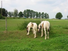 2007 waldmohr 08 001