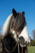 2016 011 colleen fotoshooting