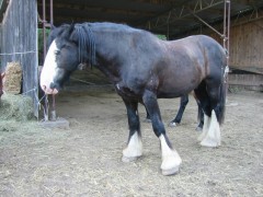 lanzelott 001