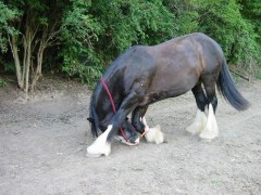 lanzelott 001