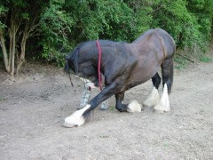 lanzelott 001