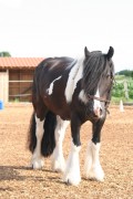 2006 tsns 07 calano 4763