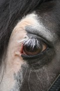 shireriding 08 2006 001